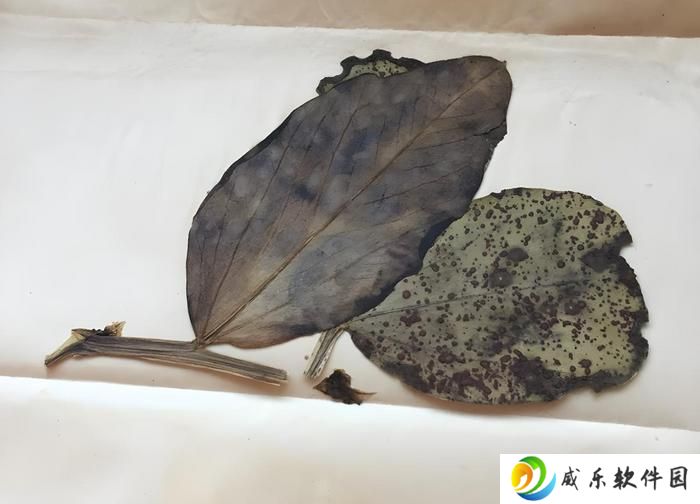 没有“科技和狠活”洗礼的病菌破坏力如何？80 年前真菌复活对比，饮食健康新见解